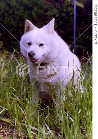 White Kishu dog profile view / 白い紀州犬の正面ポートレート White Kishu dog profile view / 白い紀州犬の正面ポートレート 131899251