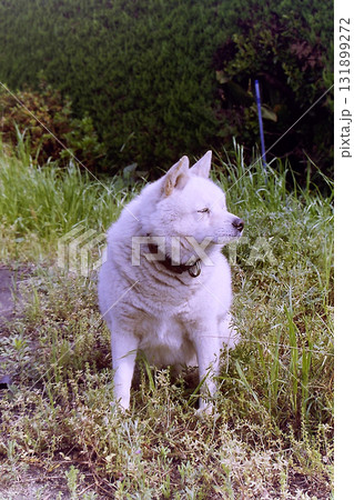 White Kishu dog profile view / 白い紀州犬の横顔の目線 131899272