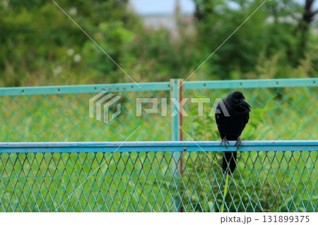 フェンスにとまるカラス 131899375