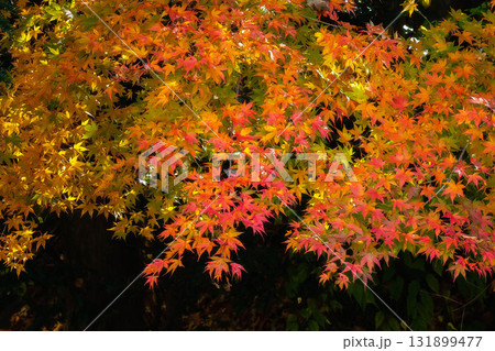 紅葉したモミジ 131899477