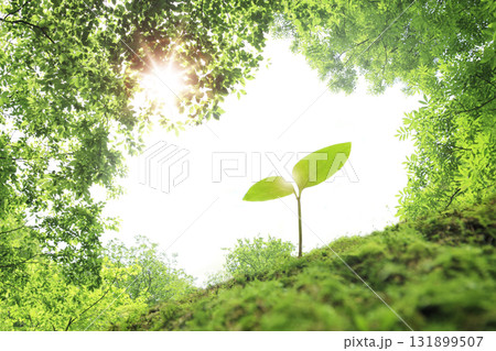 太陽の光を浴びて芽吹く若葉 自然と生命のイメージ 太陽の光を浴びて芽吹く若葉 自然と生命のイメージ 131899507