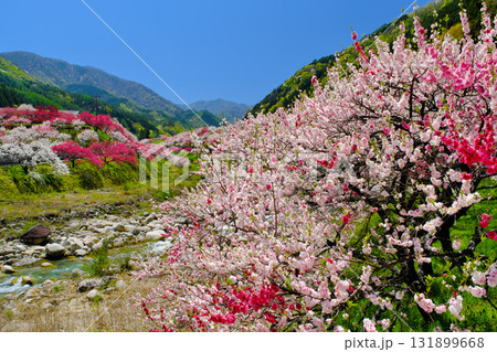 花桃の里　長野県阿智村 131899668