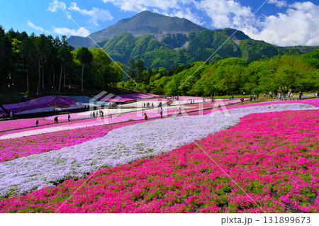 羊山公園の芝桜　埼玉県秩父市 131899673