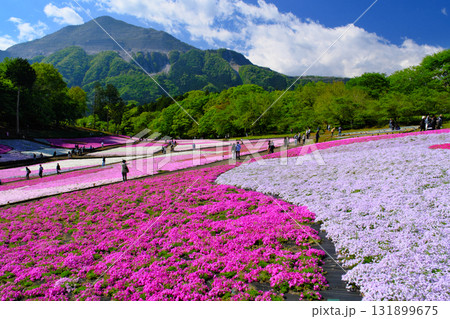 羊山公園の芝桜　埼玉県秩父市 131899675