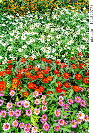 色とりどりのジニアの花 131899778