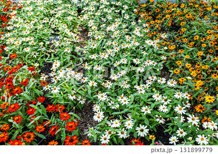 色とりどりのジニアの花 色とりどりのジニアの花 131899779