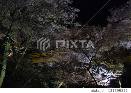 信州長野,高遠城址公園の夜桜の光景(桜雲橋の下から見上げる高遠ヒガンザクラ) 信州長野,高遠城址公園の夜桜の光景(桜雲橋の下から見上げる高遠ヒガンザクラ) 131899851