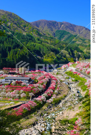 花桃の里 長野県阿智村 花桃の里 長野県阿智村 131899879