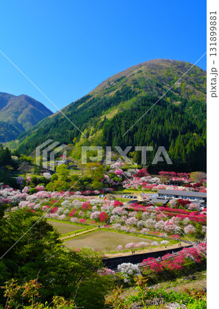 花桃の里 長野県阿智村 花桃の里 長野県阿智村 131899881