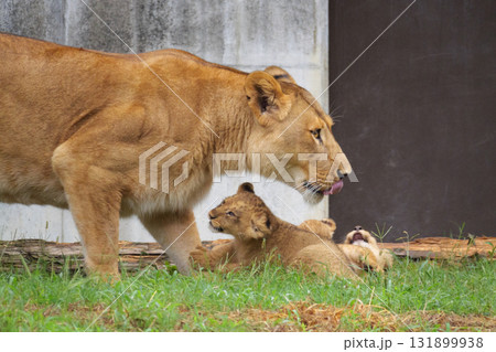 ライオンの母親と赤ちゃん 131899938