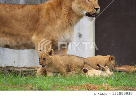 ライオンの母親と赤ちゃん 131899939