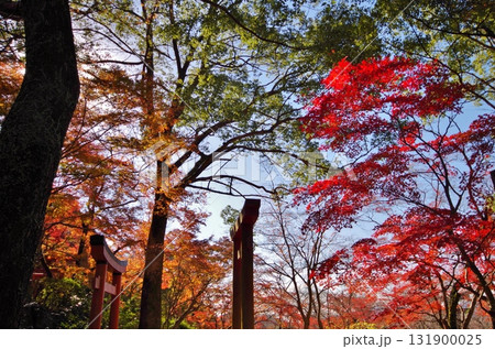太宰府市 紅葉の竃門神社境内の紅葉 太宰府市 紅葉の竃門神社境内の紅葉 131900025