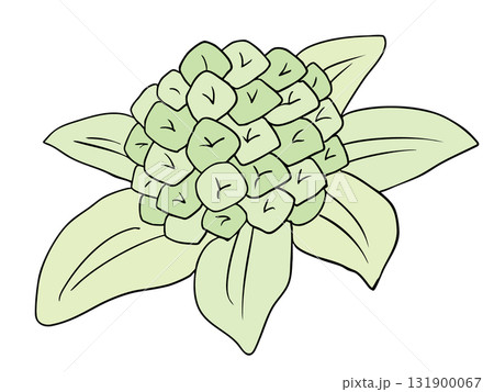 ふきのとう 131900067