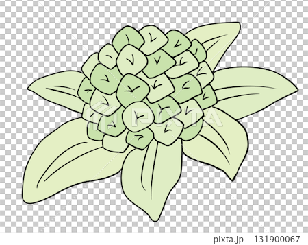 ふきのとう 131900067