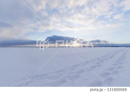 北海道の凍結した湿原と足跡 131900089