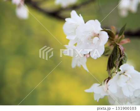 4月に美しく咲いたサクラ「薄重大島(ウスガサネオオシマ)」 4月に美しく咲いたサクラ「薄重大島(ウスガサネオオシマ)」 131900103