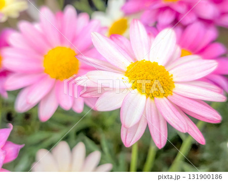 薄紅色のマーガレット~春の彩り~ 薄紅色のマーガレット~春の彩り~ 131900186