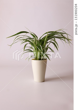 小さな観葉植物 小さな観葉植物 131900204
