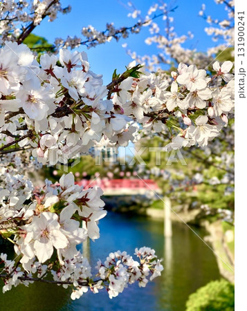 満開の桜越しに見る赤い神橋〈岡崎城公園(龍城堀)/愛知県岡崎市〉 131900241
