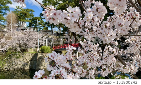満開の桜越しに見る赤い神橋〈岡崎城公園(龍城堀)/愛知県岡崎市〉 131900242