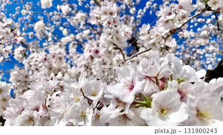 青空に映える満開の桜(ソメイヨシノ)〈岡崎城公園/愛知県岡崎市〉 131900243