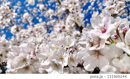 青空に映える満開の桜(ソメイヨシノ)〈岡崎城公園/愛知県岡崎市〉 131900244