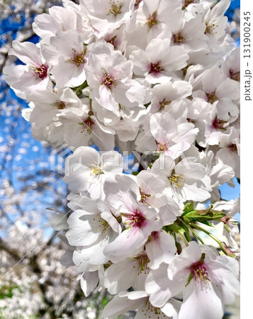 青空に映える満開の桜(ソメイヨシノ)〈岡崎城公園/愛知県岡崎市〉 131900245
