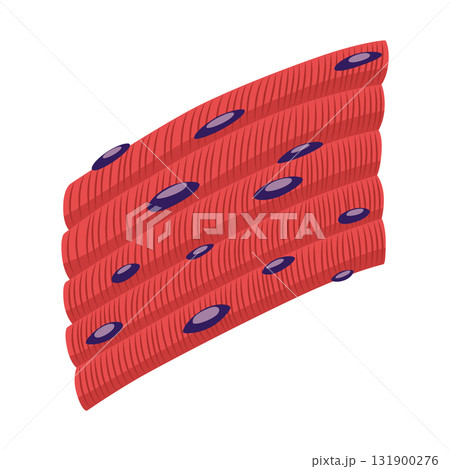 Skeletal muscle tissue with specific function. Medical poster design illustration. Science educational symbol 131900276