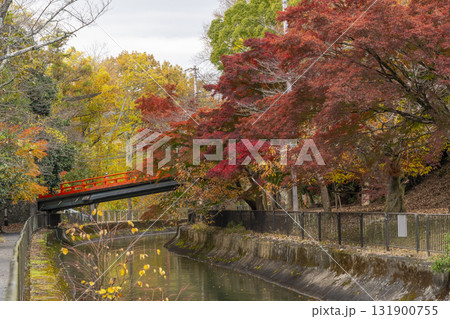 紅葉と正嫡橋 琵琶湖疏水 紅葉と正嫡橋 琵琶湖疏水 131900755