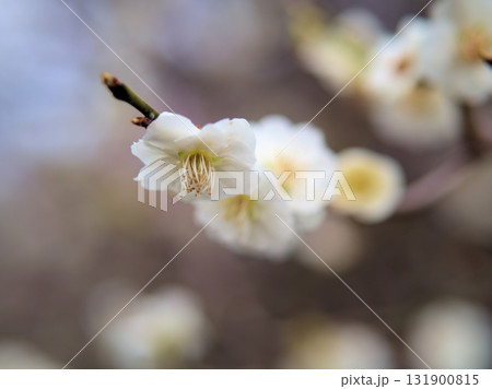 4月に咲いた美しい白い梅の花「緑蕚(リョクガク)」 4月に咲いた美しい白い梅の花「緑蕚(リョクガク)」 131900815
