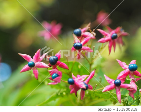 クサギの実と花のクローズアップ クサギの実と花のクローズアップ 131900819