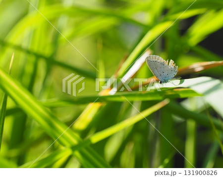 葉っぱの上で休憩するツバメシジミ 葉っぱの上で休憩するツバメシジミ 131900826