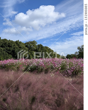 青空に映えるピンク色のミューレンベルギアカピラリス 青空に映えるピンク色のミューレンベルギアカピラリス 131900865