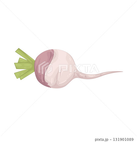 Illustration of turnip  131901089