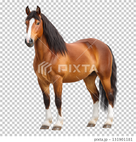 Majestic brown horse standing elegantly with flowing mane and striking features in a natural pose against a white background Majestic brown horse standing elegantly with flowing mane and striking features in a natural pose against a white background 131901181