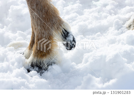 トナカイの蹄 131901283