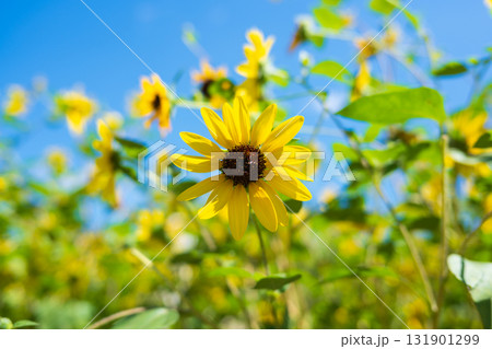 夏空に咲くひまわり畑 夏空に咲くひまわり畑 131901299