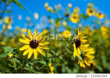 夏空に咲くひまわり畑 夏空に咲くひまわり畑 131901302