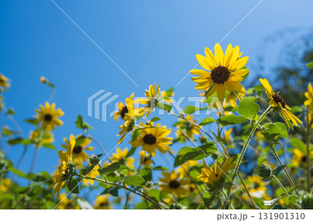 夏空に咲くひまわり畑 夏空に咲くひまわり畑 131901310