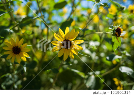 夏空に咲くひまわり畑 夏空に咲くひまわり畑 131901314