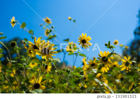 夏空に咲くひまわり畑 夏空に咲くひまわり畑 131901315