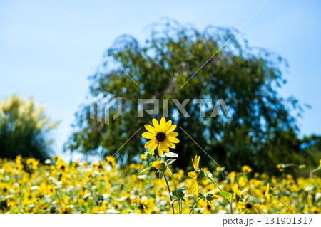 夏空に咲くひまわり畑 夏空に咲くひまわり畑 131901317