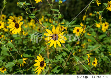 夏空に咲くひまわり畑 夏空に咲くひまわり畑 131901320