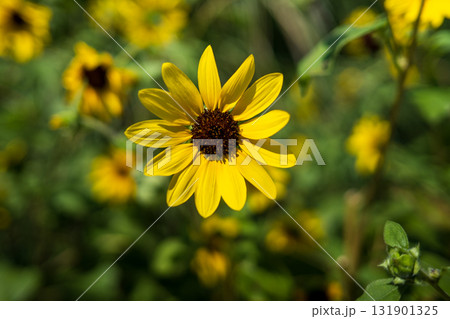 夏空に咲くひまわり畑 夏空に咲くひまわり畑 131901325