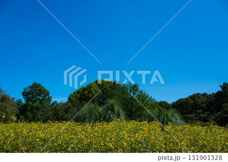 夏空に咲くひまわり畑 夏空に咲くひまわり畑 131901328