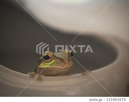 ひょっこりと顔を出すアマガエル 131901678
