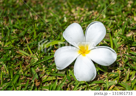 Frangipani Flower on Tahaa Island, French Polynesia Frangipani Flower on Tahaa Island, French Polynesia 131901733