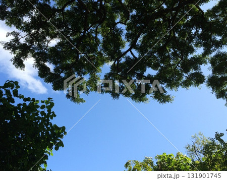 森から見上げた空 森から見上げた空 131901745