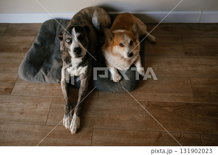 Two Dogs Relaxing on Wooden Floor 131902023
