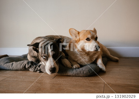 Two Dogs Relaxing Together on a Comfy Cushion Two Dogs Relaxing Together on a Comfy Cushion 131902029